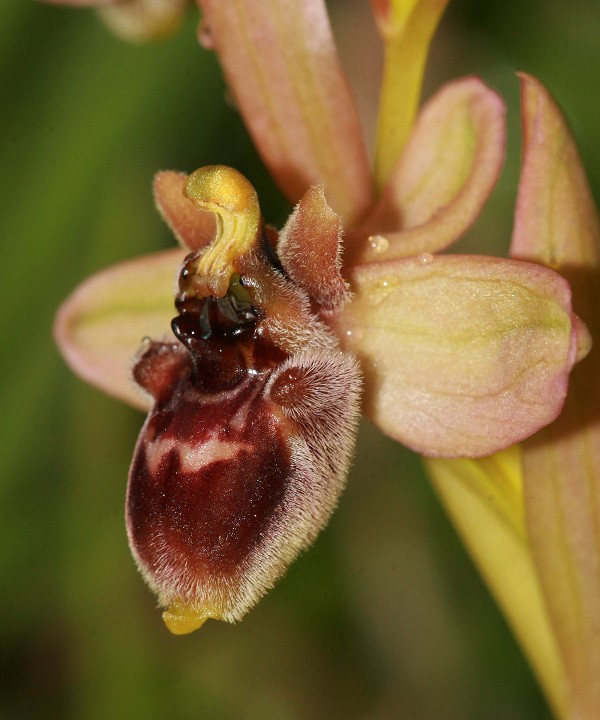 Ophrys sconosciuta dalla sardegna?